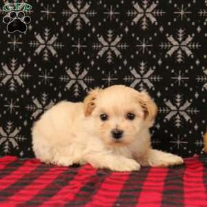 Jerusalem, Maltipoo Puppy